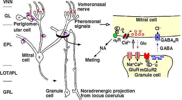 Fig.1