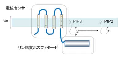 Fig.1