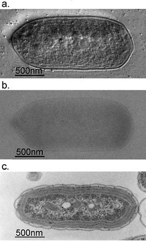 Fig.2