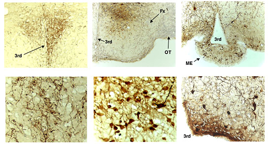 Fig.2