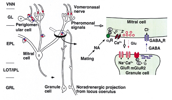 Fig.1