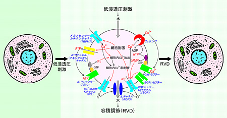 Fig.1