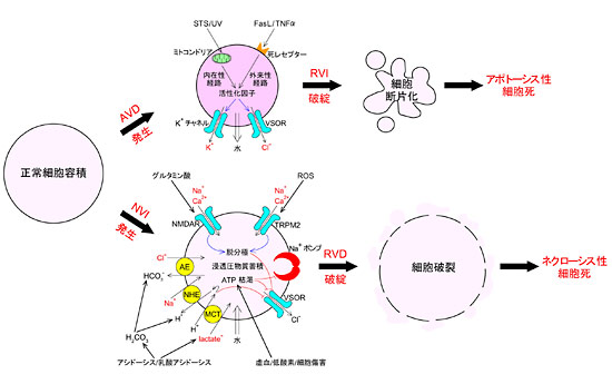 Fig.2