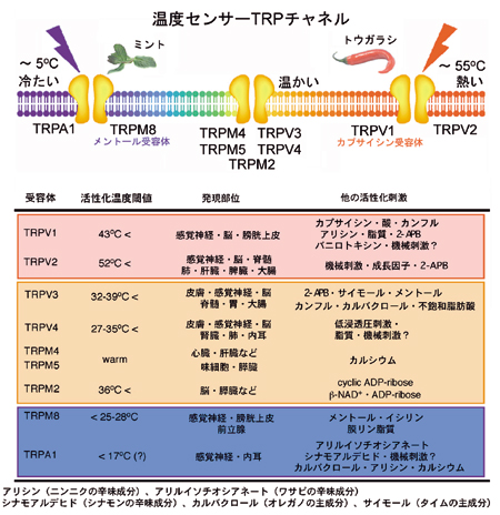 ［哺乳類の温度感受性TRPチャネル（上）とその性質（下）］