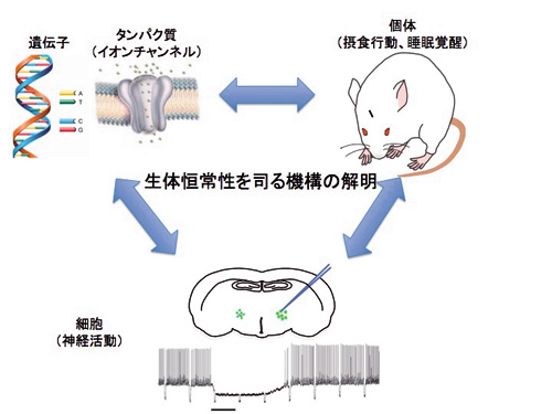 摂食行動や睡眠覚醒などの調節メカニズムを，分子，細胞，個体レベルのすべてにおいて解明する