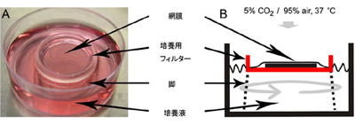 図１