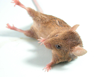 運動異常モデルマウスのひとつであるWriggle　Mouse　Sagami。