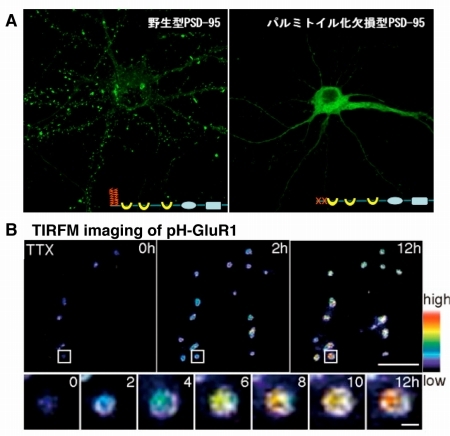 画像集 | 東京大学大学院 新領域創成科学研究科 物質系専攻 物性