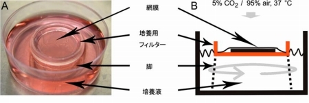 図１