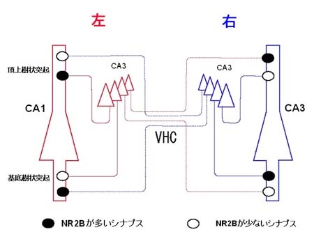 図２