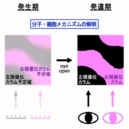 図３