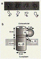 L$B7?%+%k%7%&%`%A%c%M%k$NHsBP>N9=B$(B