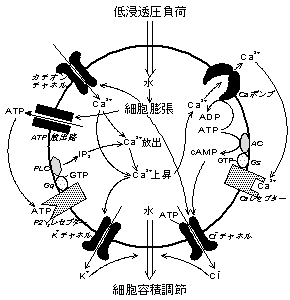 $B?^(B1$B!%(BRVD$B$NJ,;R%a%+%K%:%`$NLO<0?^(B