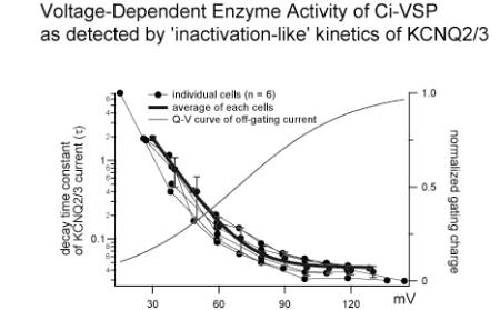 (J. Physiol.in press)($B?^(J)