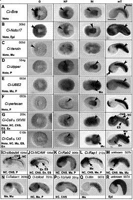 $B?^!!%+%?%f%&%l%$%\%dfu$G$N0dEA;RH/8=$r(Jin
situ hybridization$B$G8+$?$b$N(J