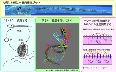 ほや図１.jpg