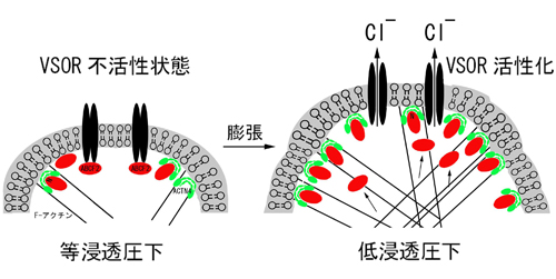 アクチニン和.jpg