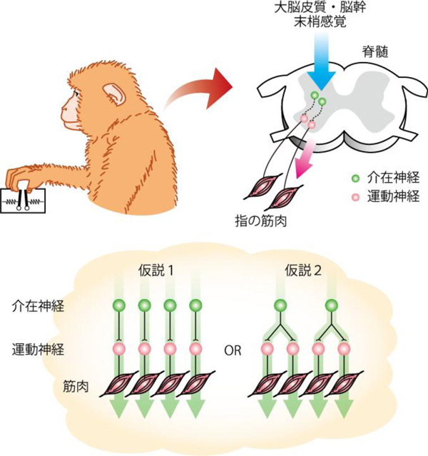 図１猿.jpg