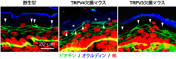 図1.jpg