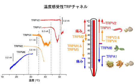 富永カップヌードル.jpg