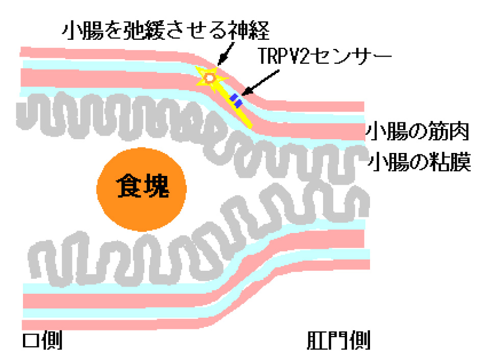 富永概略図.jpg