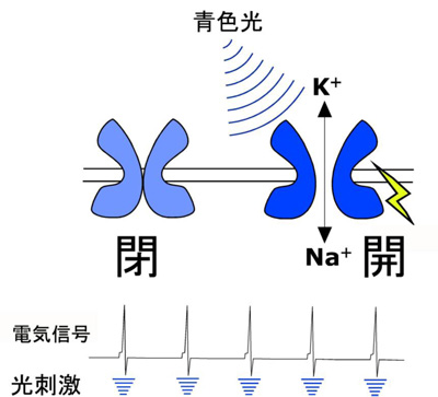 田中図１.jpg