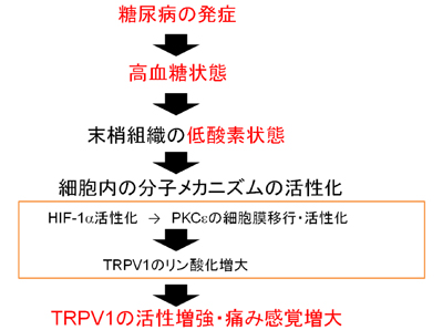 糖尿病２.jpg