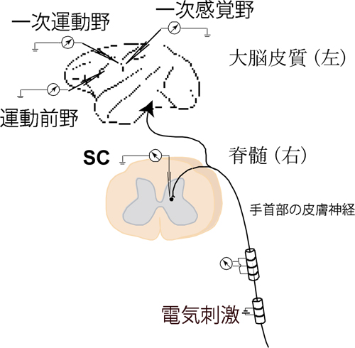 関図２.jpg