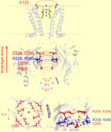 charged amino acids. Fujiwara Y, Kubo Y. Functional roles of charged amino acid residues on the wall of the cytoplasmic pore of Kir2.1. J Gen Physiol. 2006 Apr;127(4):401-19.