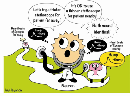 Cortical Interneurons