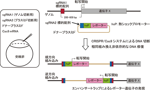 higashijima-1.jpg