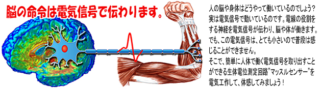 hiratoki2010_fig1.jpg