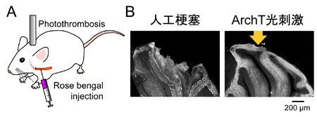 matsui-press20141.23-4.jpg