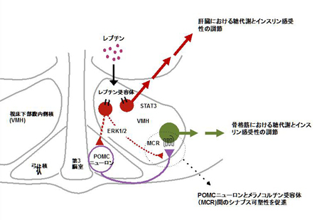 minokoshi-kennkyuhoukokuJP.jpg