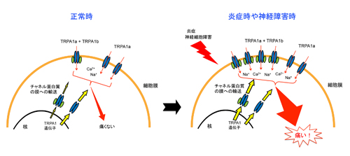 press20130906tominaga-3.jpg