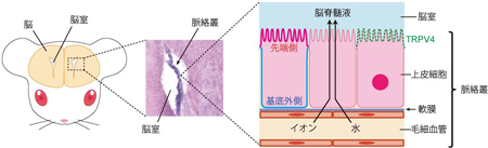 press20140212Tominaga-1.jpg