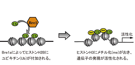 press20140225Ikenaka-1.jpg