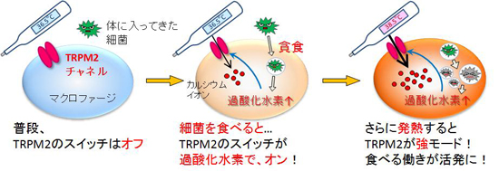 tominaga-meneki3.jpg