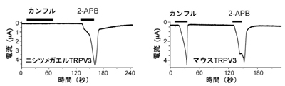 tominaga-zu2.jpg