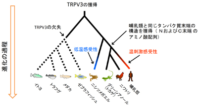 tominaga-zu3.jpg
