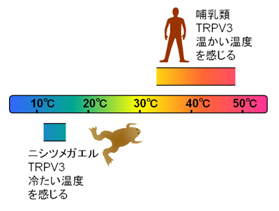 tominaga-zu4.jpg