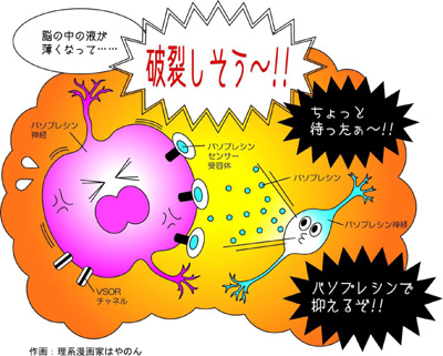 利尿 ホルモン 抗