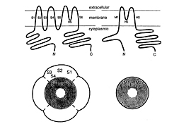 fig1