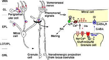 fig.1