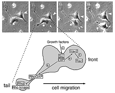 Fig2