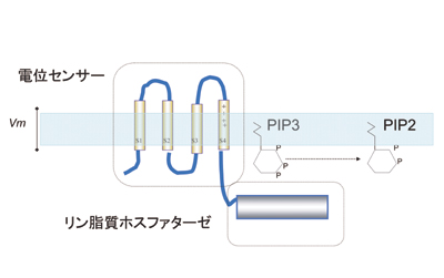 Fig.1