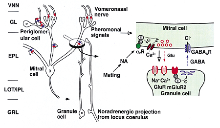 fig.1