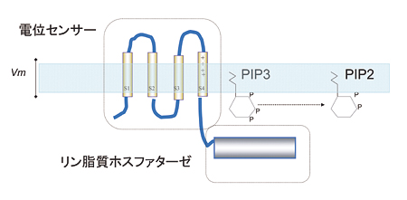 Fig.1