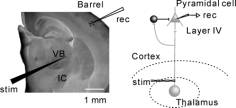 fig.1