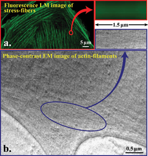 fig.4